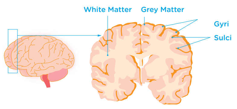 Brain Structure And Function Headway Ireland   White Grey Matter 