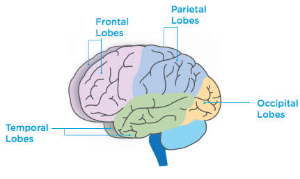 lobes of the brain