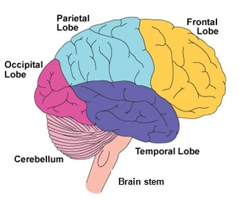 introduction-to-the-brain | Headway Ireland